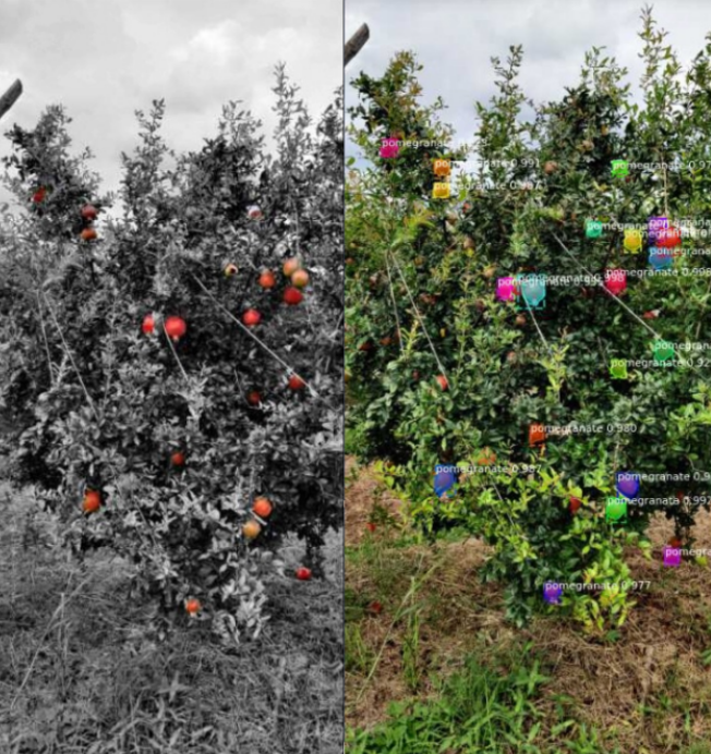 Fruit Quality Estimation